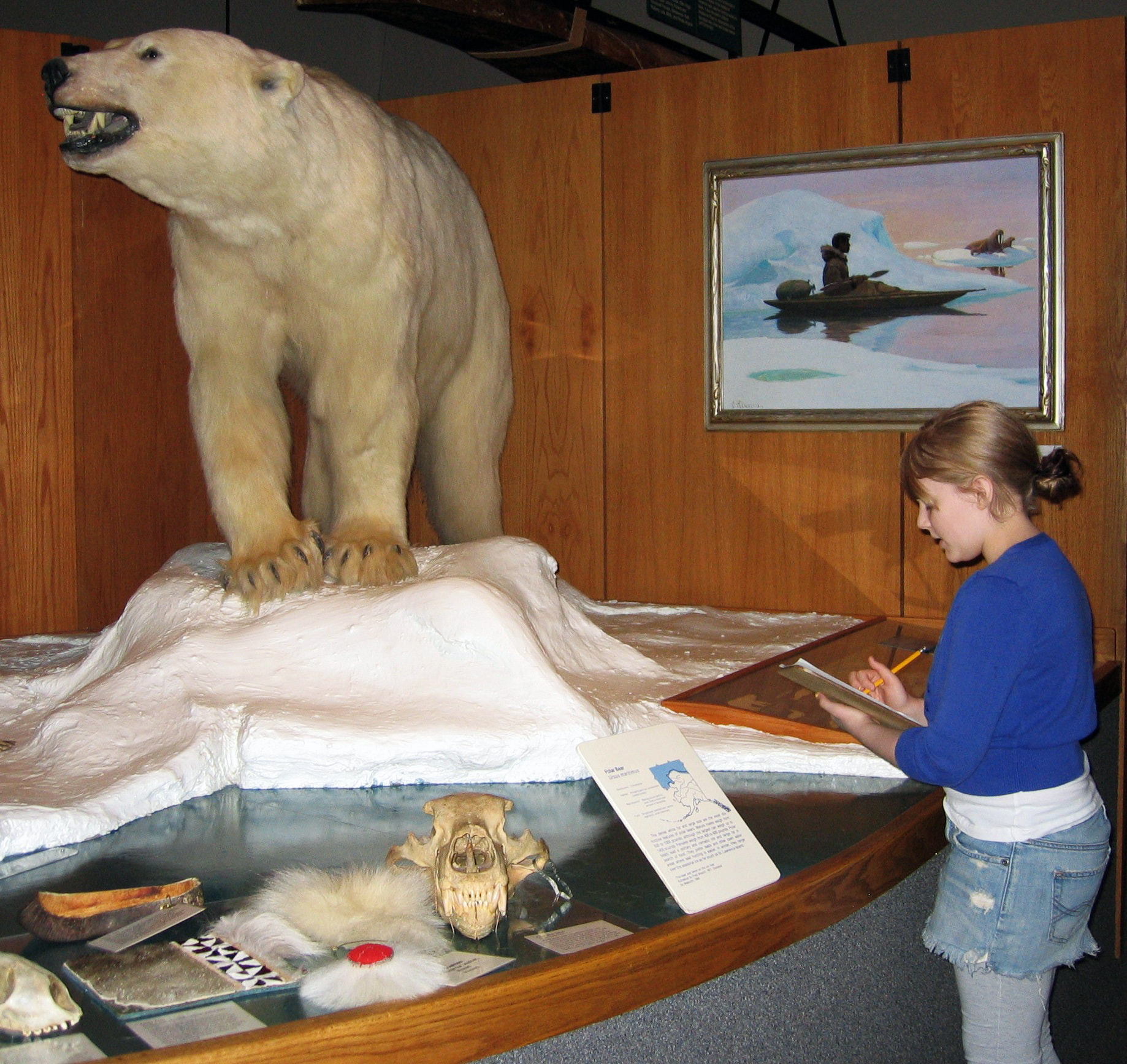 Photo by Peggy Hetman. A student examines a polar bear mount in the museum’s Gallery of Alaska. 