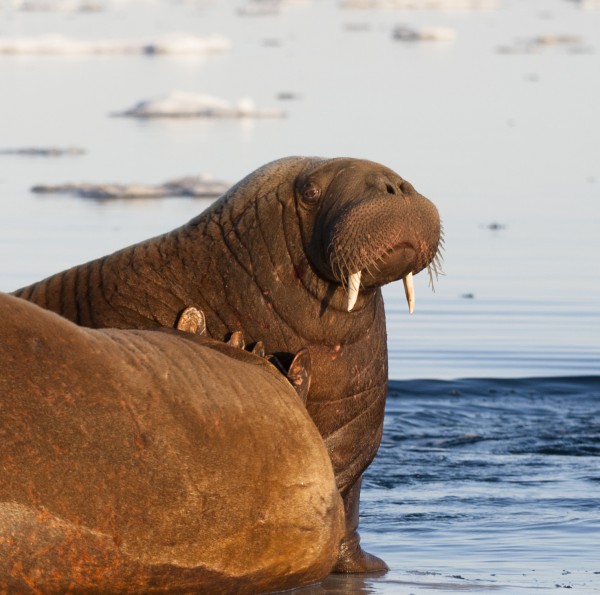 Two Pacific walruses relax on sea ice in the Chukchi Sea. Photo by Casey Clark.