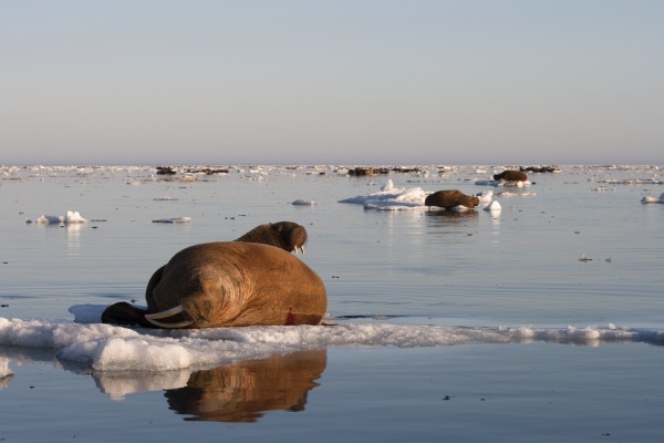 Pacific walruses rest on sea ice in the Chukchi Sea before pursuing their next meal. Photo by Casey Clark.