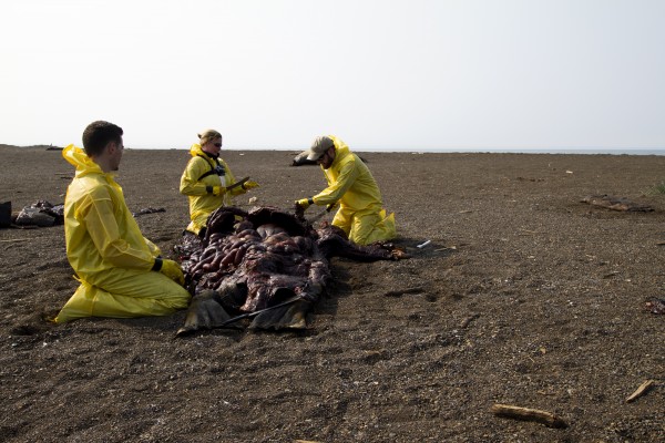 Casey Clark, Lara Horstmann-Dehn and Chase Markel flense a walrus in Point Lay in summer 2015. Photo by Kelsey Gobroski.