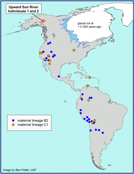 This map shows the location of the Upward Sun River site in Alaska where the remains of two infants, Upward Sun River individuals 1 and 2, were found in an 11,500-year-old burial. A new analysis shows the infants belong to two genetic groups or lineages known as B2 and C1. The map shows locations of other Native American groups throughout the Americas that are part of the same lineages..  Image courtesy of Ben Potter, UAF.