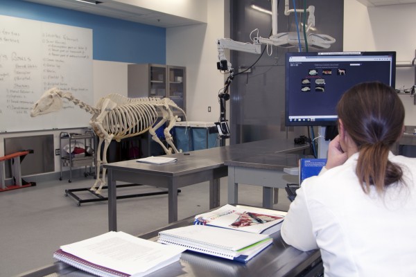 Photo courtesy of CNSM. A veterinary student takes a practice quiz in the newly built teaching laboratory where students learn about anatomy through animal dissections and other activities. In the background is the skeleton of a horse that staff from the UAF Department of Veterinary Medicine assembled as a teaching tool for students.