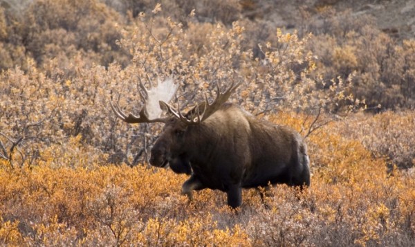 Photo by Ken Tape.  Species such as moose may benefit from warming temperatures that have led to denser vegetation on Alaska's North Slope, according to a recently published study.
