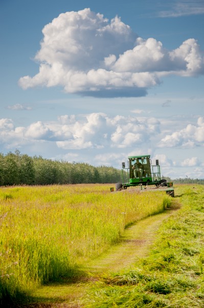 Hollembaek Farms harvests bromegrass for hay near Delta Junction. Photo by Edwin Remsberg.