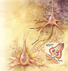 Photo from http://science.jrank.org/pages/4612/Neuron.html. Brain neurons.