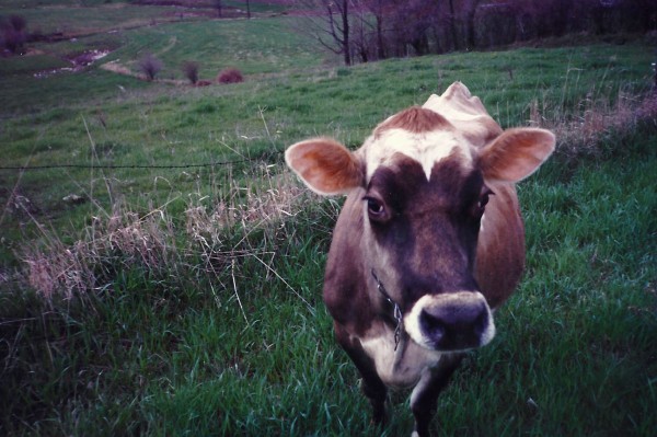 Photo courtesy of Lisa Lunn.  Evelyn, a dairy cow on Dr. Lisa Lunn's family farm in New York, helped shape her view toward livestock and veterinary medicine.