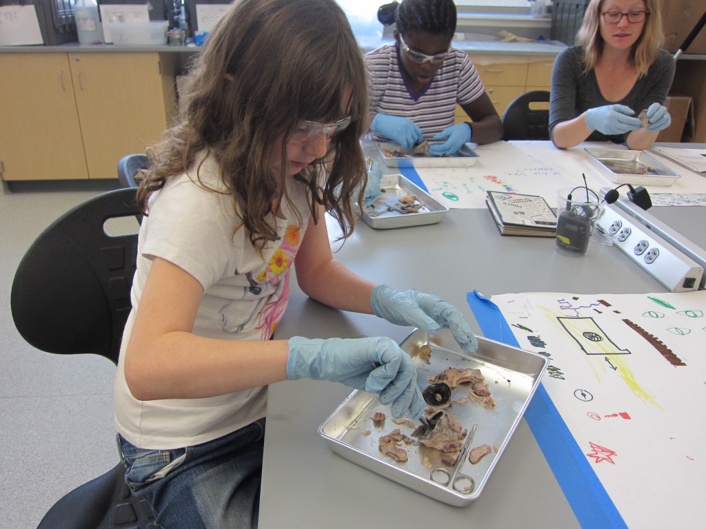 Photo courtesy of Colors of Nature.  Colors of Nature summer academy girls dissect cow eyeballs to learn about color perception.