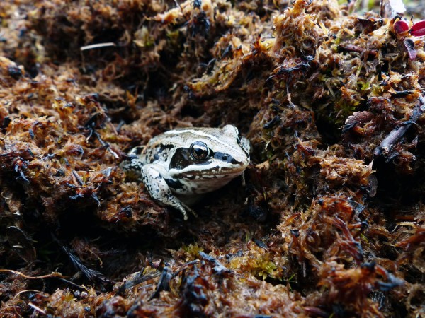 Photo by Mark Spangler.  Adult wood frogs are common in the muskegs around Fairbanks, although they are more often heard than seen. The amphibians inhabit most of Alaska, from forests to tundra.