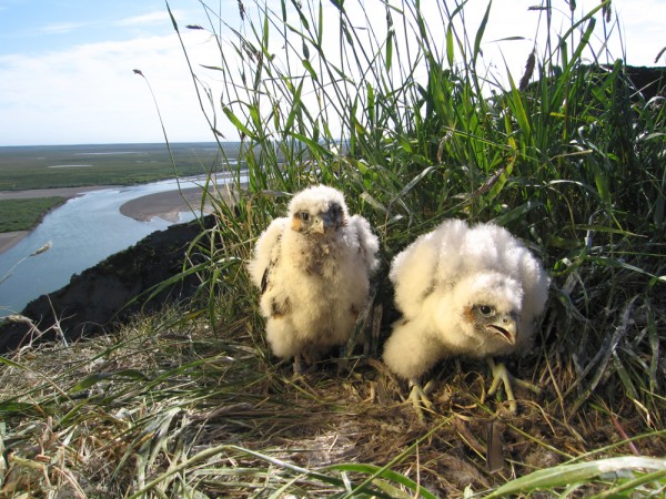 Photo by Ted Swem. Peregrine falcon chicks on a cliff overlooking the Colville River in northern Alaska.