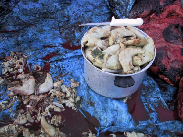 Photo by Gay Sheffield. Clam meat salvaged from the stomach of a walrus legally harvested for subsistence purposes near Little Diomede Island, Alaska. Fresh clam meat from walruses is a delicacy throughout the Bering Strait region.