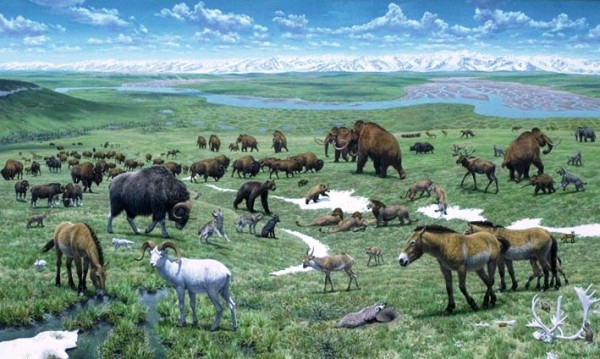 This reproduction of a mural by Jay Matternes depicting the Ice Age in Interior Alaska is on display at the UA Museum of the North. Although it unrealistically groups prey and predators together in harmony, it shows the variety of animal species whose fossilized remains have been found in this area.