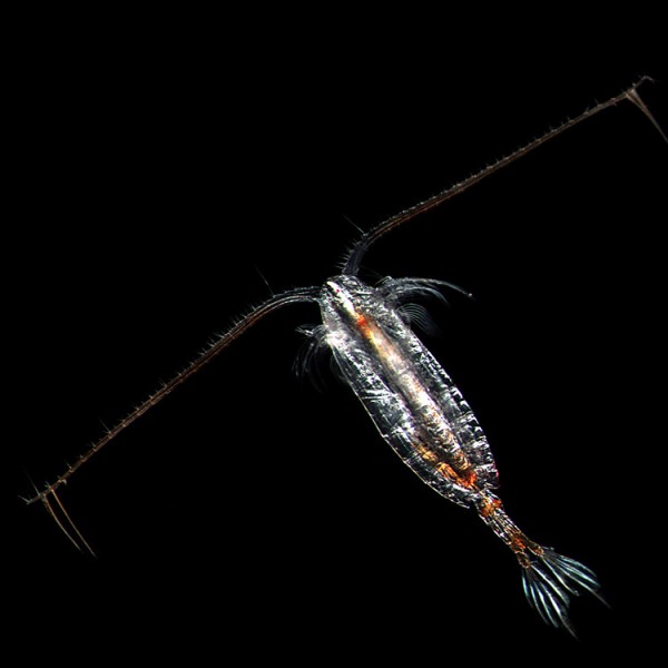 Photo by Russell Hopcroft.  This is a Calanus glacialis copepod, one of the zooplankton species that Elizaveta Ershova studies. Copepods are tiny. This photo was taken through a microscope.