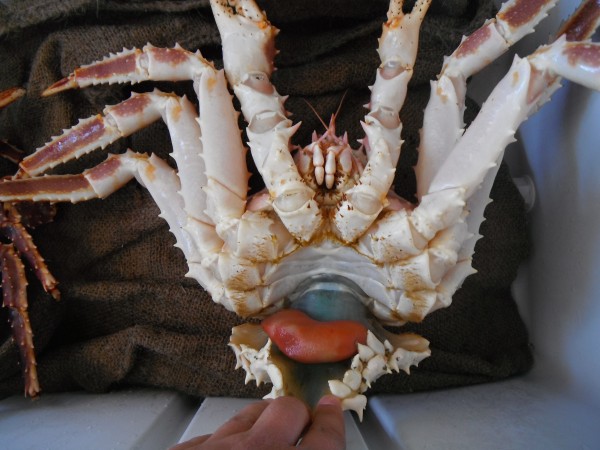 Photo by Leah Sloan. The red pouch is a visible parasite egg sac on an infected male red king crab. The blue-green parasite is visible behind the pouch in the innards of the crab.