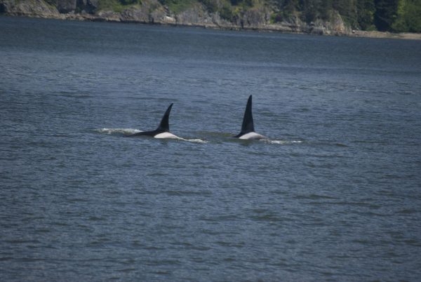 Greg Breed photo.  University of Alaska Fairbanks researcher Greg Breed has studied the movements of a variety of animals, including killer whales such as these.