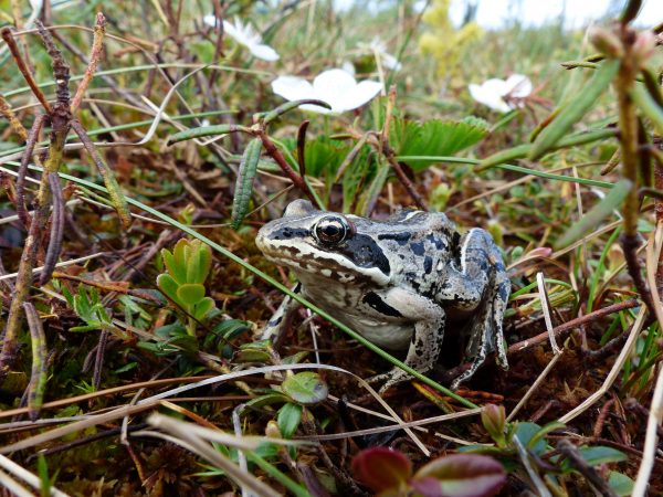Photo by Mark Spangler.  The wood frog is the only amphibian species in northern Alaska.