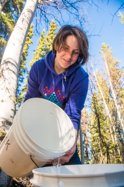UAF photo by Todd Paris.  Nicole Dunham pours birch sap collected from a tree into another bucket.