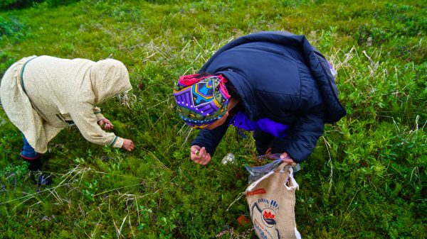 Photo by Sarah Betcher. People gather wild plants near Kotzebue, Alaska.