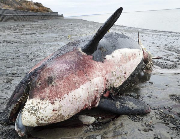 Bristol Bay Campus photo.  When a killer whale washed ashore near Dillingham in 2011, an effort to preserve the skeleton of its fetus became a long-running project at UAF's Bristol Bay Campus.