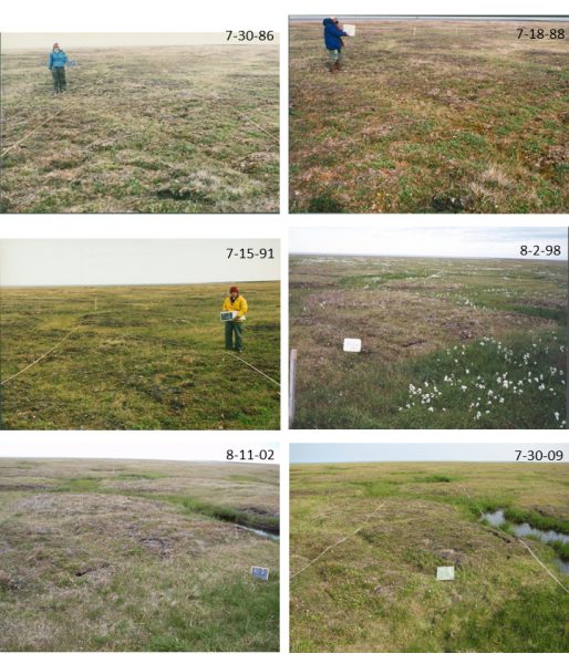 Photos courtesy of Janet Jorgenson. These photographs document more than 20 years of changes in an undisturbed patch of tundra in northern Alaska, east of Kaktovik.