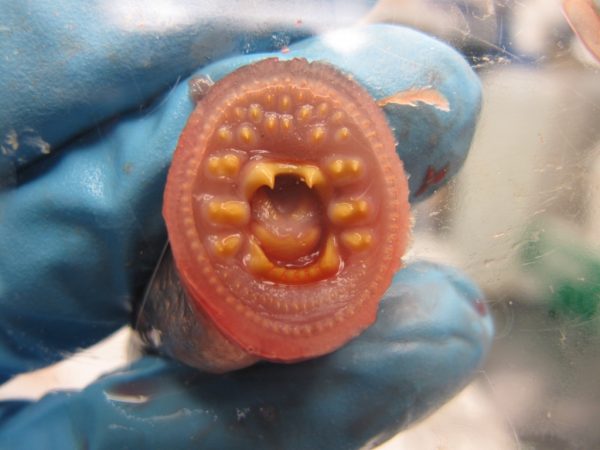 Photo by Katie Shink. Arctic lampreys are known for their toothy oral disk.