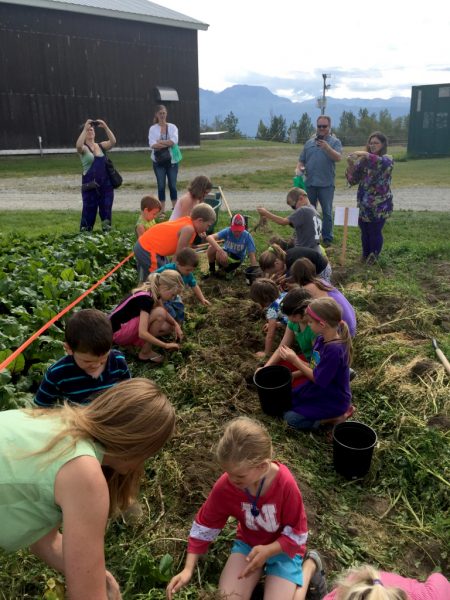 Photo by Stephen Brown.  Kids dig for potatoes at the Matanuska Experiment Farm during the 2015 Alaska Agriculture Appreciation Day.