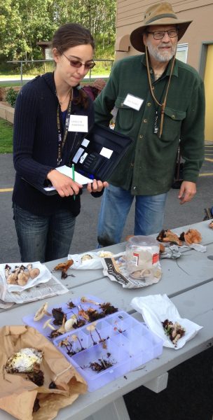 Photo by Julie Cascio. Christin Anderson and Richard Harron study mushrooms during a 2015 workshop led by mycologist Gary Laursen in Palmer.