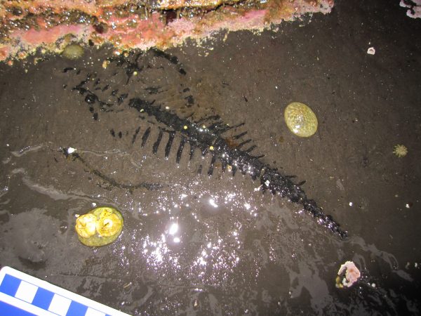 Photo by Pat Druckenmiller.  An extreme low tide in Southeast Alaska in 2010 revealed the tail of a thalattosaur fossil.