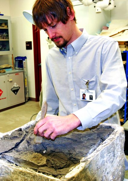 Photo by Theresa Bakker.  Eric Metz removes fossils from a plaster jacket prepared at one of the museum's field work sites in Alaska.