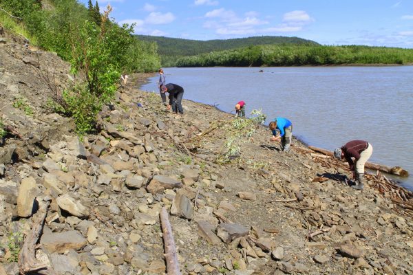 Photo by Kevin May.  UA Museum of the North scientists scout along the Yukon River for dinosaur footprints during an expedition in the summer of 2014.