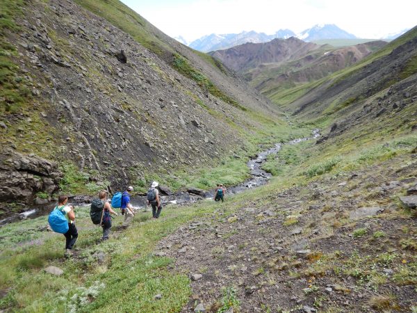 Photo by Pat Druckenmiller. A team of UAF students and paleontologists, along with Denali National Park employees, explore Denali’s backcountry in search of dinosaur fossil in July 2016.
