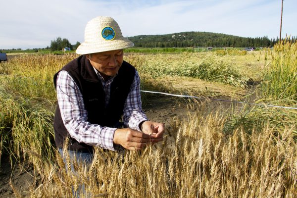 Photo by Jeff Fay.  University of Alaska Fairbanks agronomist Mingchu Zhang examines wheat varieties grown in 2016 at the Fairbanks Experiment Farm.