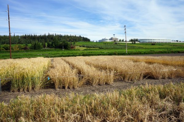 Photo by Mingchu Zhang.  The University of Alaska Fairbanks planted a test plot of spring wheat varieties at the Fairbanks Experiment Farm in 2016.