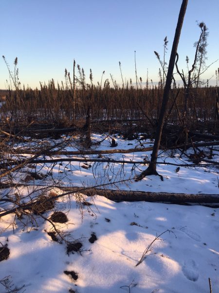 Photo by Todd Brinkman.  Wildfire-killed trees, such as these near Nulato in western Interior Alaska, block trails when they fall, a climate change-related challenge for trappers.