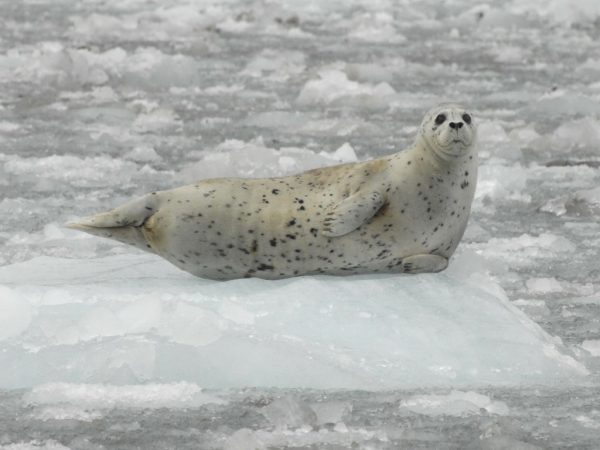 Photo by Jamie Womble.  A harbor seal rests on an iceberg in Southeast Alaska's Glacier Bay National Park and Preserve.