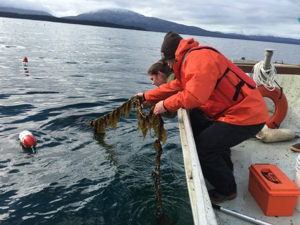 Photo by Mike Stekoll. Technician Tamsen Peeples and University of Alaska Southeast undergraduate Eric Fagerstrom check on a longline outplanting of Saccharina kelp at an experimental site near Coghlan Island.