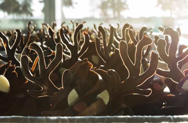 Photo by Meghan Murphy. Cupcakes sporting edible antlers are among the baked goods for people and pets to be offered at the student fundraiser.