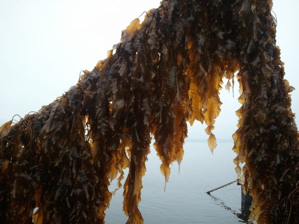 Photo by Carter Newell.  These kelp were planted experimentally on a longline on a mussel raft to see how they would grow.