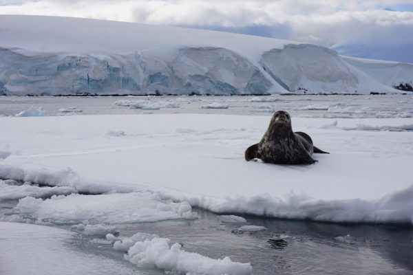 Photo by Joanna Young.  A Weddell seal looks on from its sea ice perch as viewed from a Zodiac boat.