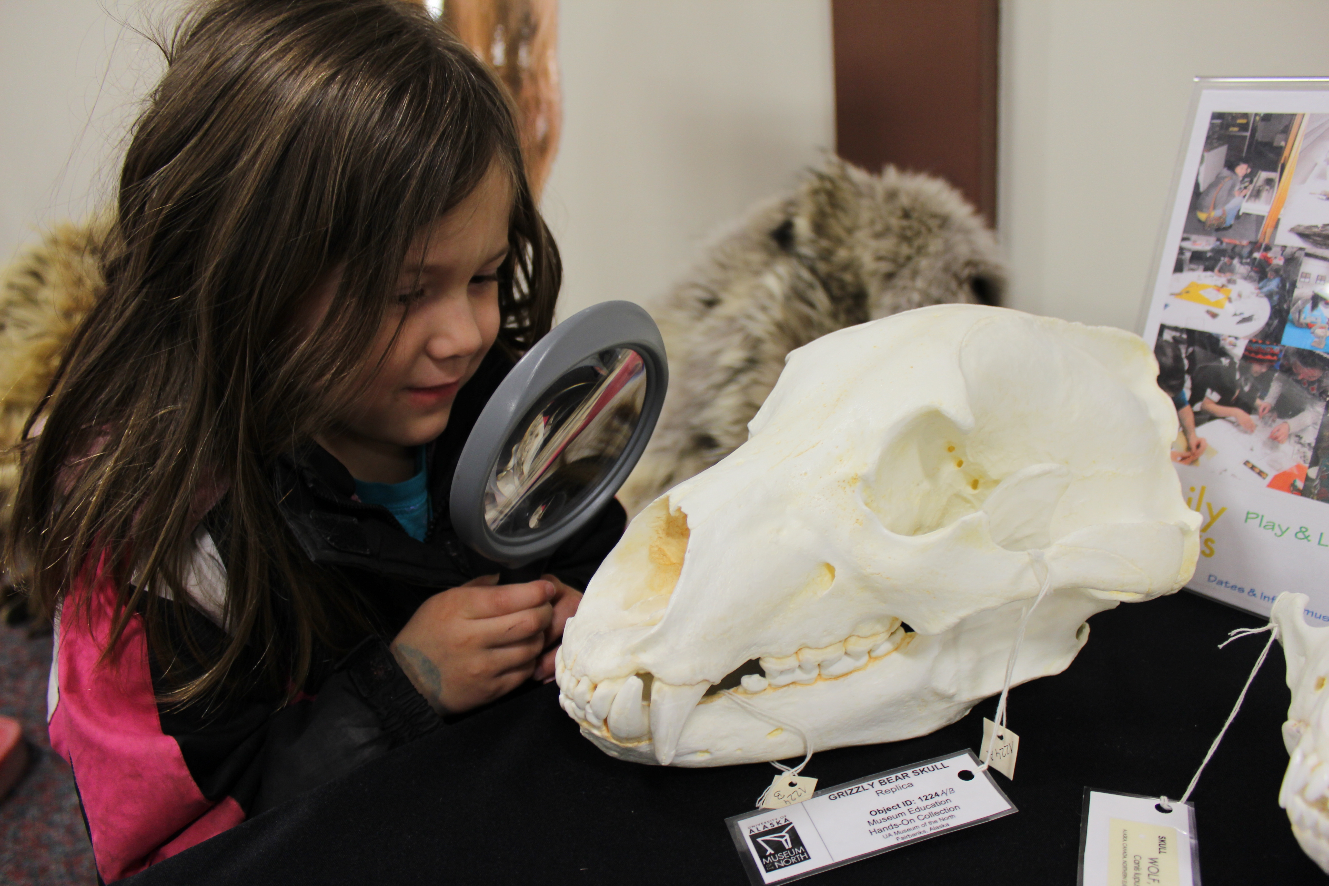 Photo by Peggy Hetman. After-school volunteers can help bring museum specimens to local kids at the University of Alaska Museum of the North.