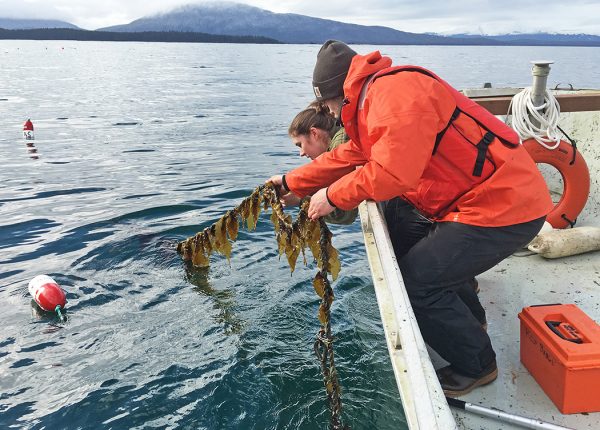 Photo by Mike Stekoll. Technician Tamsen Peeples and University of Alaska Southeast undergraduate Eric Fagerstrom check on seaweed at an experimental site near Coghlan Island in Southeast Alaska.