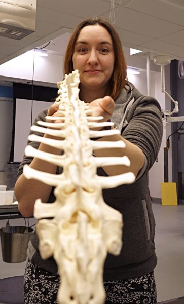 LJ Evans photo. Hannah Foss is taking a skeleton articulation class in the UAF Veterinary Medicine program to help her create better drawings, paintings and animations of animals. Her group is assembling the skeleton of a domestic sheep, which will be used as a learning tool for vet students.