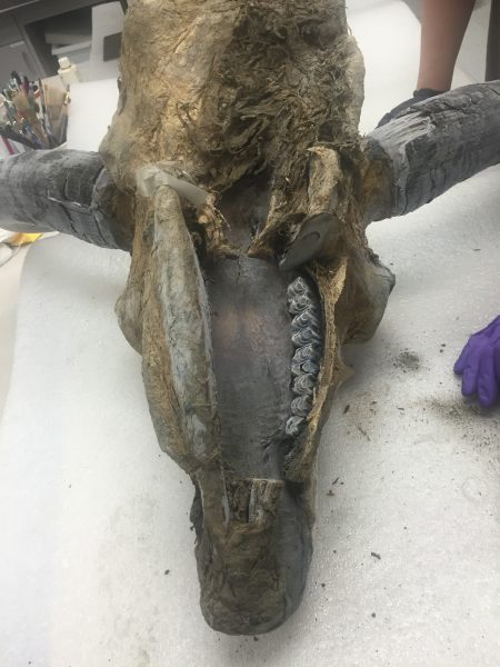 Photo by Matthew Wooller.  The head of Blue Babe, a mummified ice age bison, rests recently in a lab at the University of Alaska Museum of the North. The bison, uncovered near Fairbanks in 1979, was first described by Dale Guthrie, now professor emeritus. Most of Blue Babe's skin was preserved and is now publicly displayed on a model at the museum, but the head and horns were kept frozen. Professor Matthew Wooller and others are now analyzing them to improve our understanding of Blue Babe's environment. The work includes extraction of collagen from the bones for nitrogen isotope analysis.