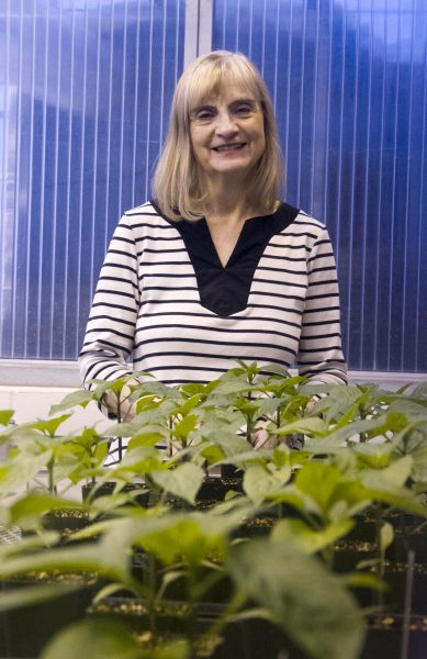 Jeff Fay photo. UAF horticulture professor Meriam Karlsson displays bell pepper plants she is growing for a trellising experiment in the Arctic Health Research Building greenhouse.