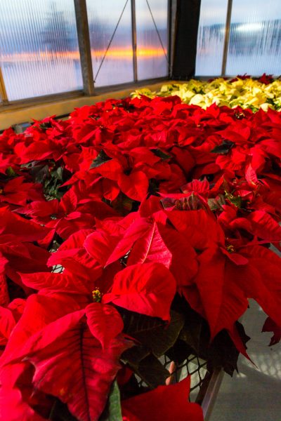UAF photo by Todd Paris. Poinsettias grown in the Arctic Health Research Building greenhouse thrive.