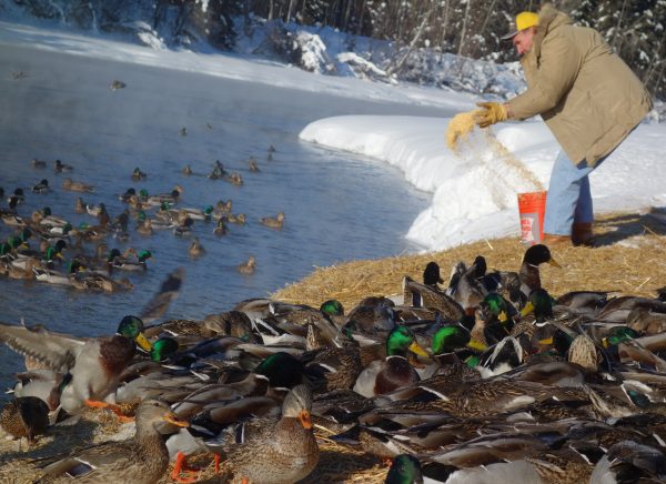 Photo by Ned Rozell.  Marv Hassebroek of Fairbanks feeds overwintering ducks a mixture of cracked corn, wheat, and vitamin and mineral pellets.