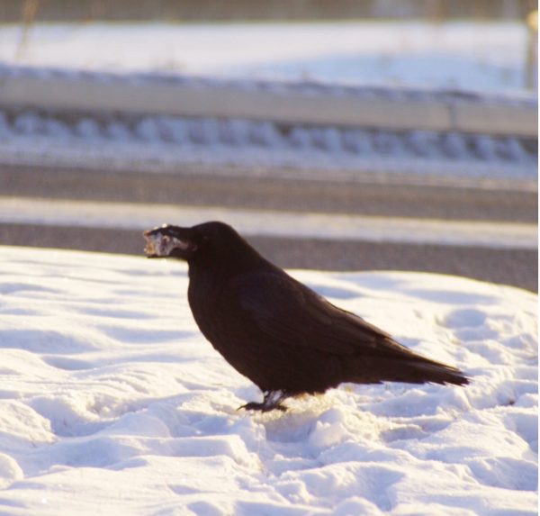 Photo by Ned Rozell. A raven does some successful scavenging in Fairbanks.