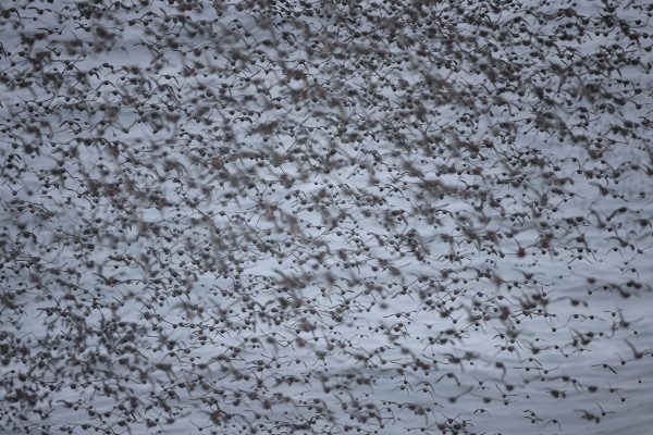 Photo by Cornelius Schlawe.  A flock of auklets flies near Buldir Island in the Aleutian chain.