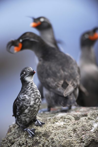 Photo by Cornelius Schlawe.  Least and crested auklets perch on a rock in the Aleutian Islands.
