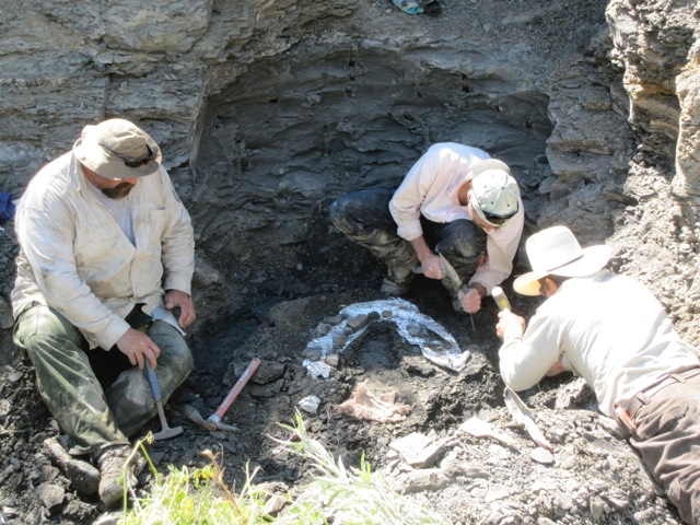 Photo courtesy of Beverly Skinner.  UA Museum of the North paleontologist Patrick Druckenmiller (center) excavates the skull and neck of the new elasmosaur with the assistance of some of the U.S. Fish and Wildlife Service employees who dedicated their time to the project.