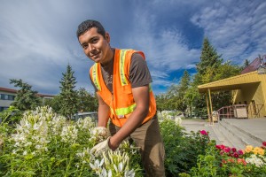 Armando Arauz culls flowers from the bed in front of Wood Center on his morning duties with the Facilities Services summer grounds crew.
